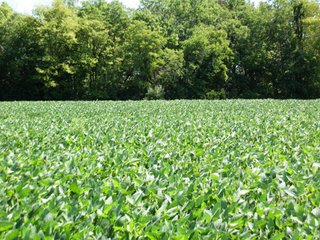 Property photo 3 - 77 Acres Offered in 5 Tracts - Real Estate Auction